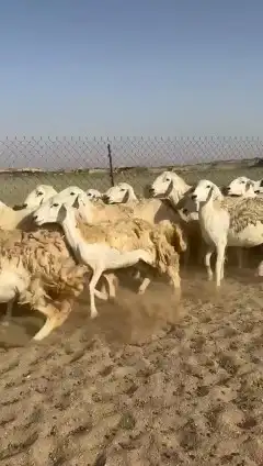 غنم حريات جنب دفيع واصل رخال عددها 38 تحتها 2 5