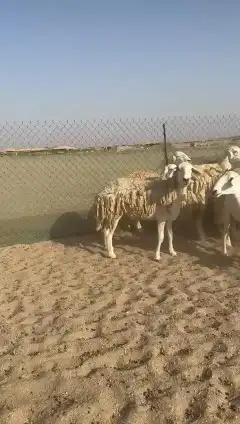 غنم حريات جنب دفيع واصل رخال عددها 38 تحتها 2 4