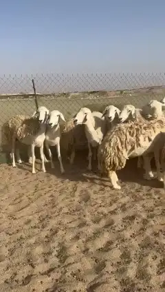 غنم حريات جنب دفيع واصل رخال عددها 38 تحتها 2 2