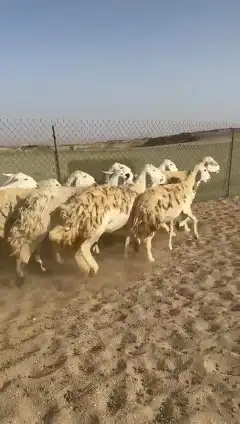 غنم حريات جنب دفيع واصل رخال عددها 38 تحتها 2 3
