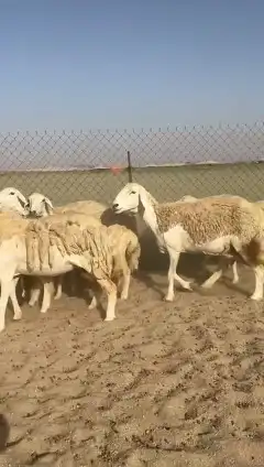غنم حريات جنب دفيع واصل رخال عددها 38 تحتها 2 7