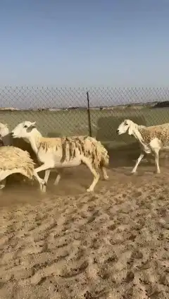 غنم حريات جنب دفيع واصل رخال عددها 38 تحتها 2 8