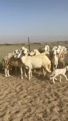غنم حريات جنب دفيع واصل رخال عددها 38 تحتها 2 6