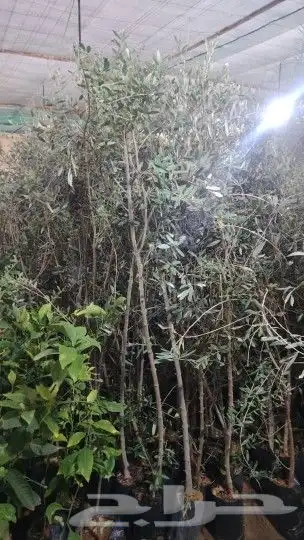 يوجد لديناء شجر الترمناليا وأشجار الزيتون وشجر الظل والأشجار 2