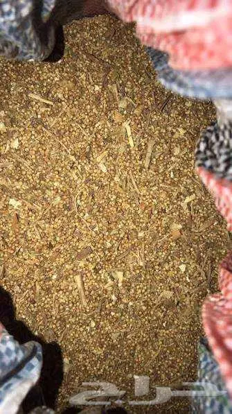 عشبة الشيبي التشادية 2
