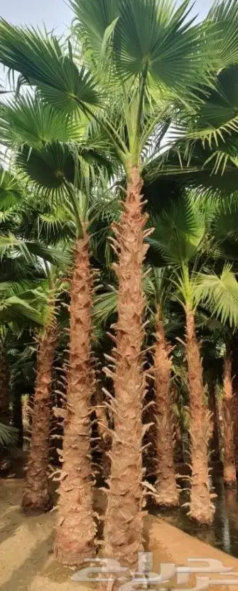 نخيل واشنطني زينه 8