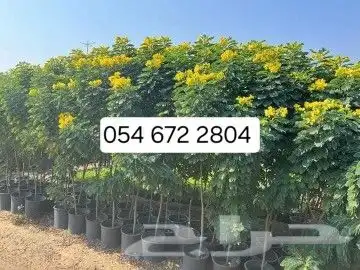 يوجد جميع انواع الاشجار والنباتات يوجد 0