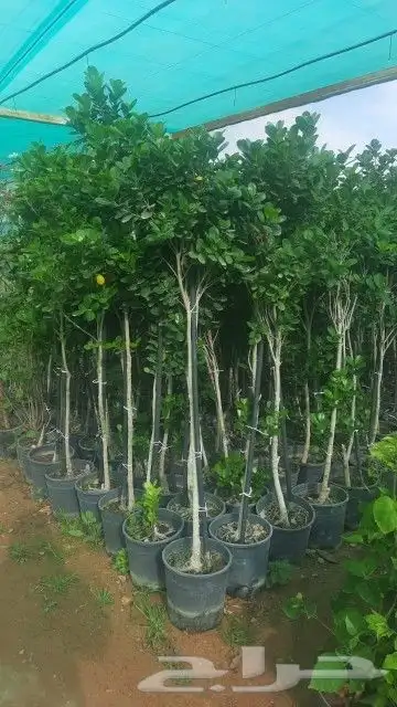 تيل طبيعي شلالات نوافير مظلات 17