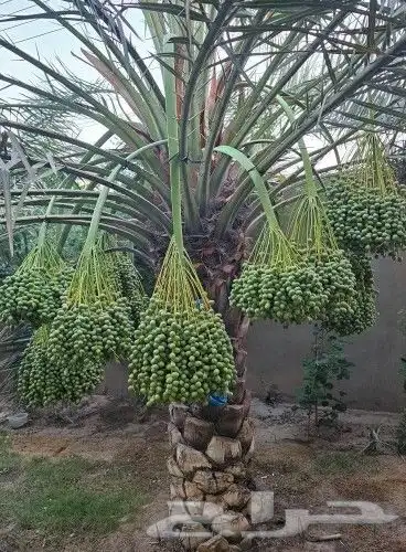 نخل نوايع للبيع 0