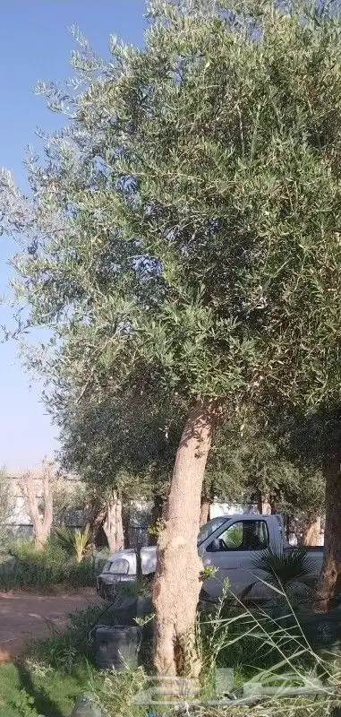 يوجد لديناء شجر الترمناليا وأشجار الزيتون وشجر الظل والأشجار 3