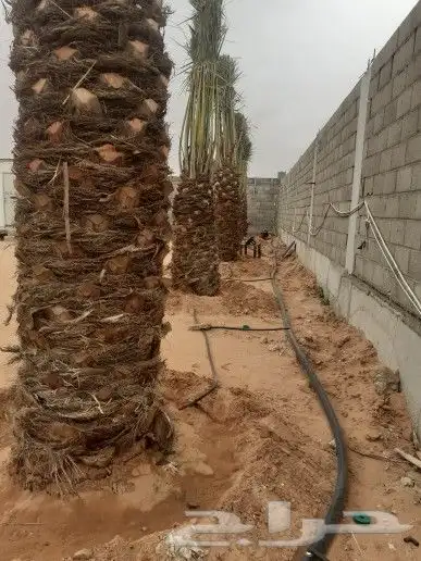 مقاولات عامه شبوك ونخيل يوجد حراثة للايجار 2