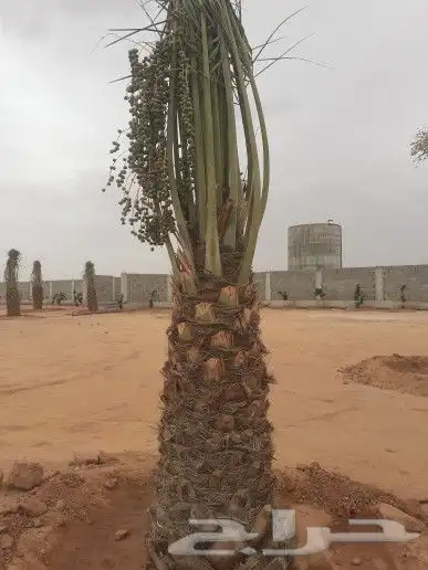 مقاولات عامه شبوك ونخيل يوجد حراثة للايجار 1