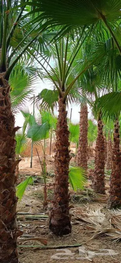 نخل واشنطن 2