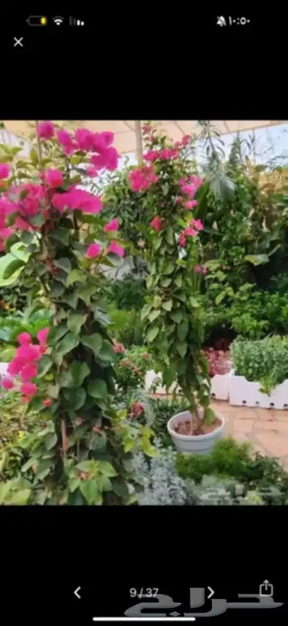 مشتل تنسيق حدائق السلطان للزهور والأشجار لدينا خبره في المجا 1