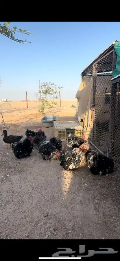 ديوك كوشن 1