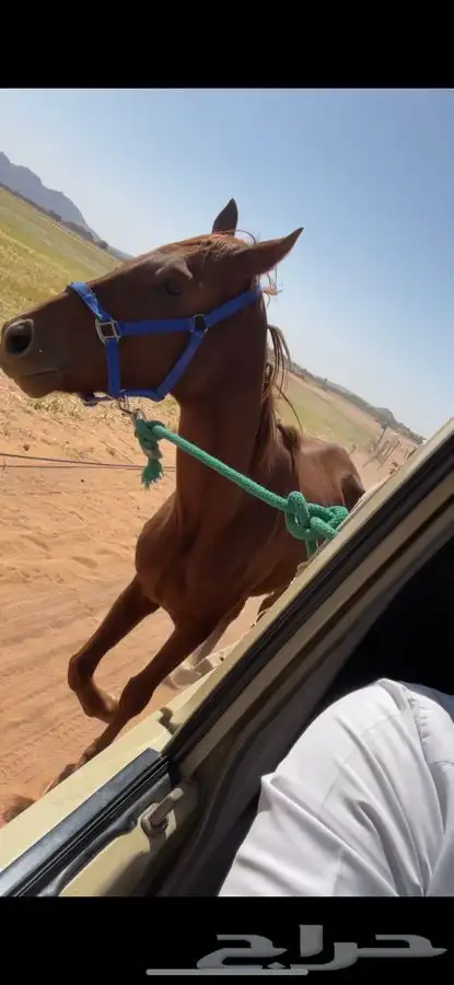 حصان للبيع 0