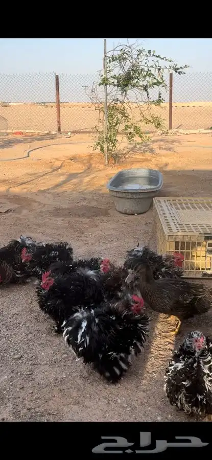 ديوك كوشن 0