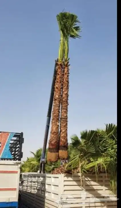 نخيل واشنطني زينه 0