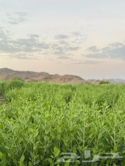 حناء وسدر ومشاط توفر تابي كميات كبيره اسعار خاصة 1
