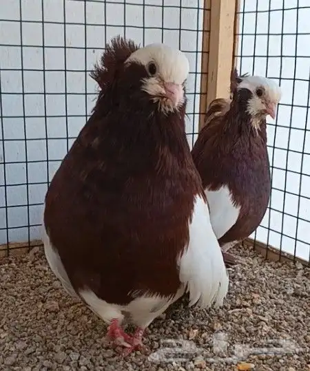 جوز هنقاري منتج 4