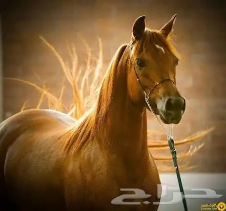 مطلوب فرس شعبية 0