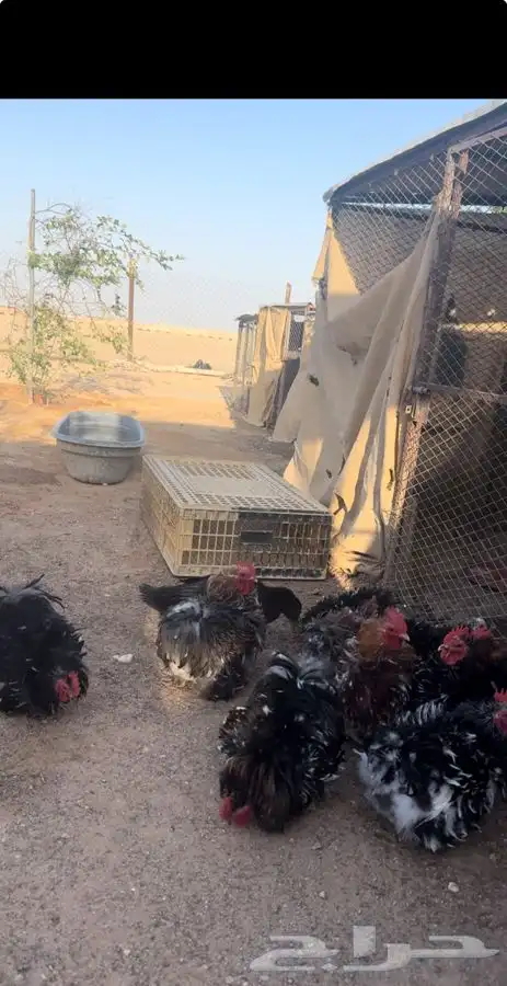ديوك كوشن 2