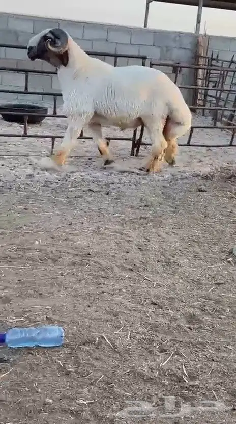 فحل نعيم صنف للبيع 4