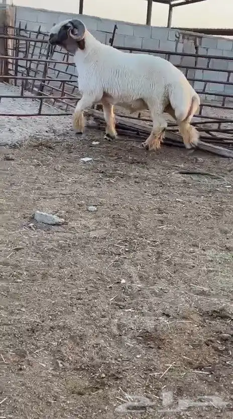 فحل نعيم صنف للبيع 3