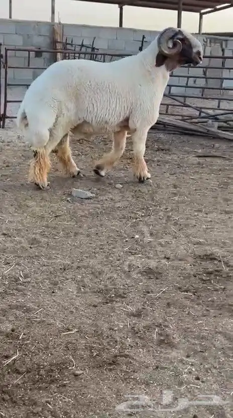 فحل نعيم صنف للبيع 0