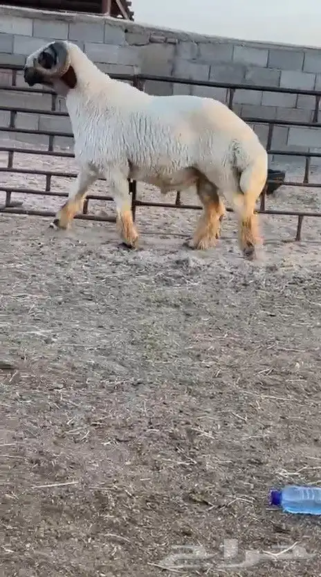 فحل نعيم صنف للبيع 5