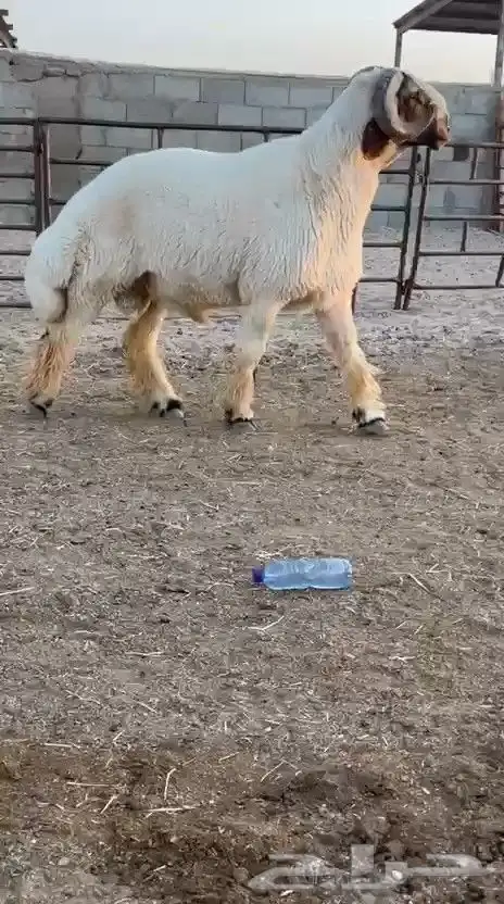 فحل نعيم صنف للبيع 1