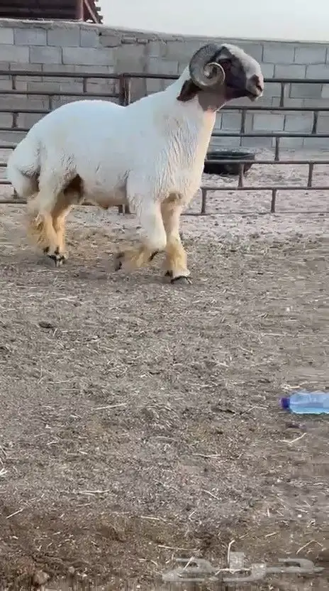 فحل نعيم صنف للبيع 2