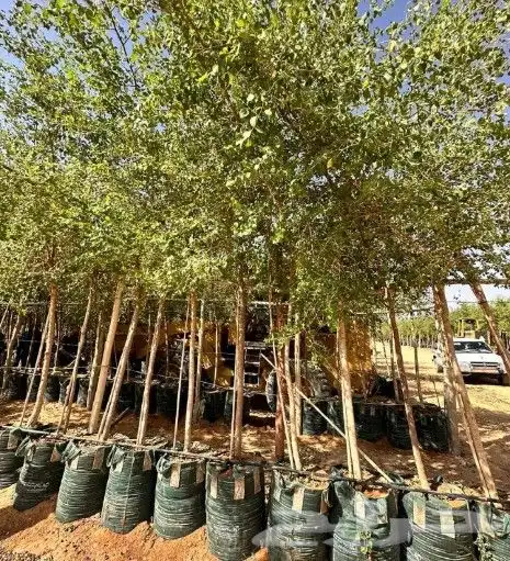 اشجار سدر اشجار زيتون معمر ومفرع 1