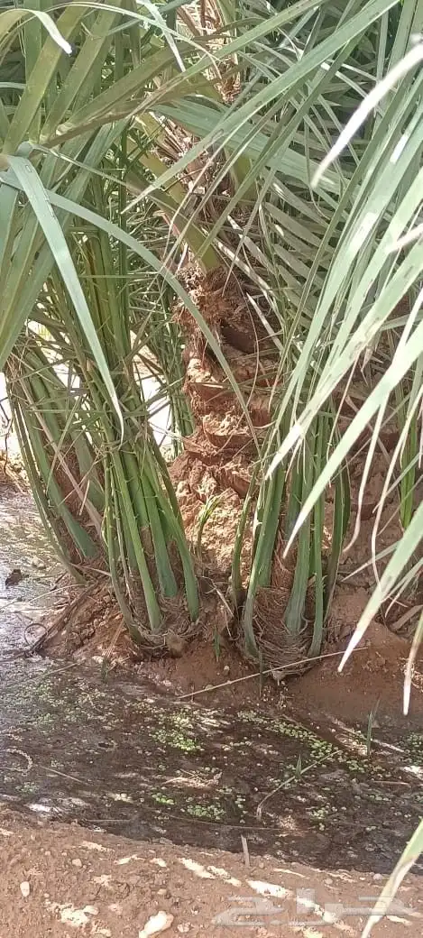 نخل البيع 5
