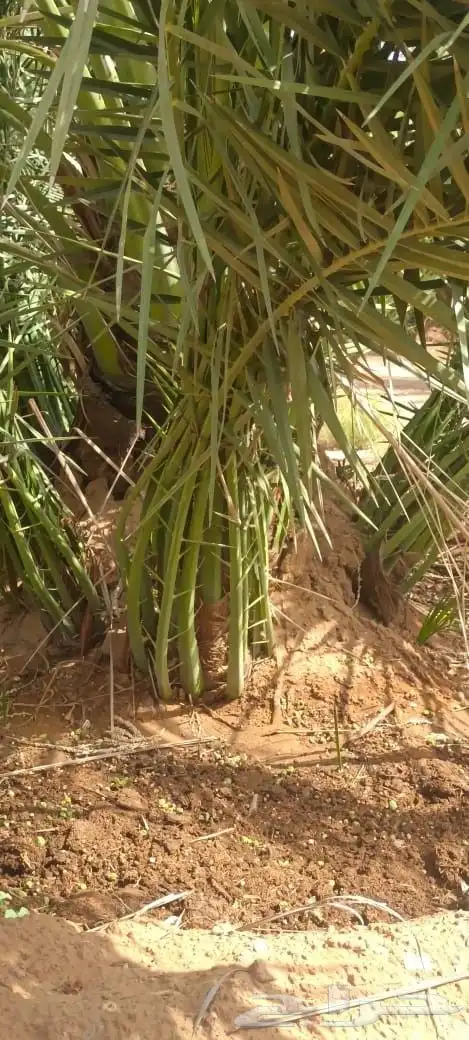 نخل البيع 4