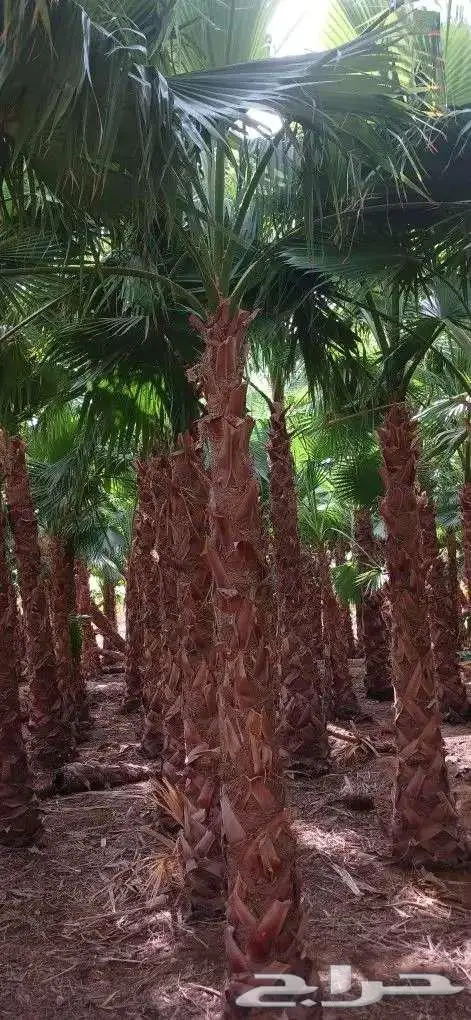 نخل واشنطني واشنطونيا 5