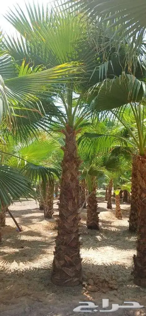 نخل واشنطني واشنطونيا 3