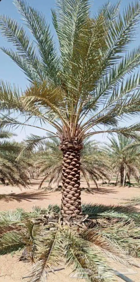 مقول نخيل وزيتون وليمون وجميع الاشجار 8
