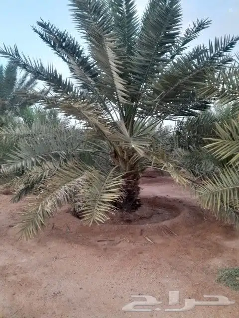 تركيب شبوك وتوريدها 3