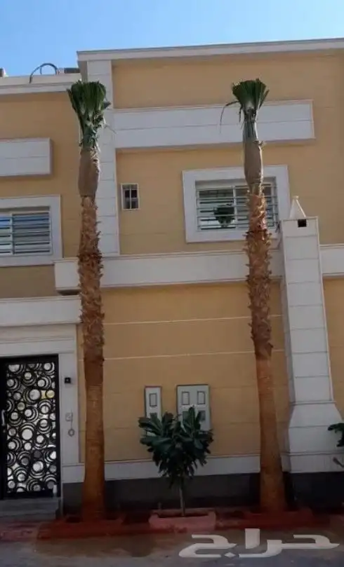 نخيل واشنطني زينه 9