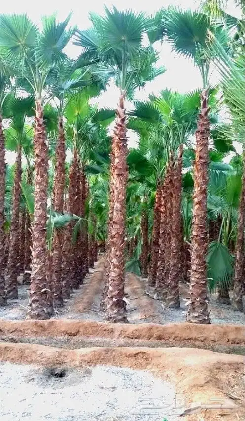 نخل مثمر للبيع نخل واشنطني زينه أمريكي نقايل صقعي برحي وغيره 1
