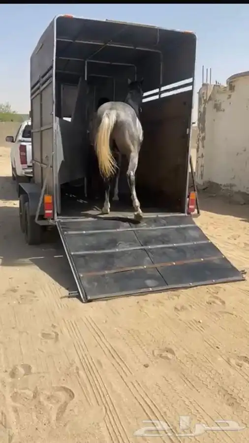 عربة نقل خيل 0