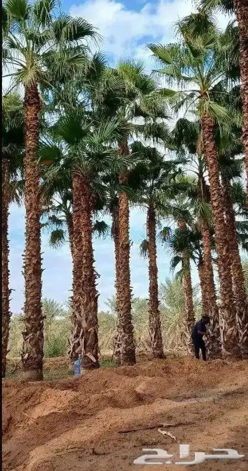 نخل واشنطني واشنطونيا 6