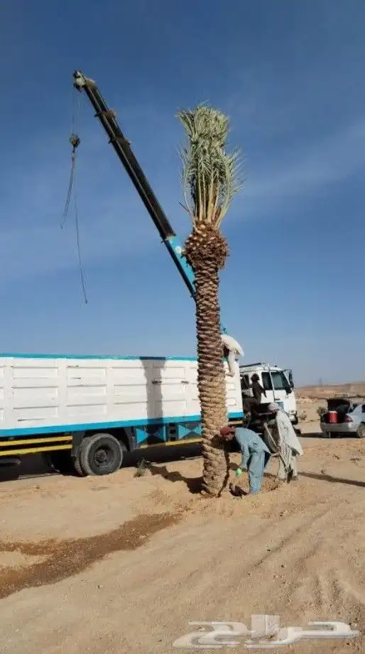 قص شجر تقطيع شجر قشع نخل غرس نخل جث نخل 8