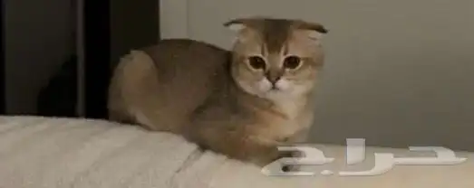 للبيع قط سكوتش 1