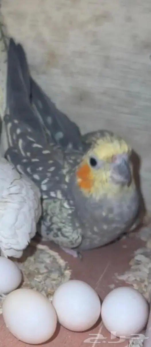 للبيع انثي كروان فرشة منتجة 0