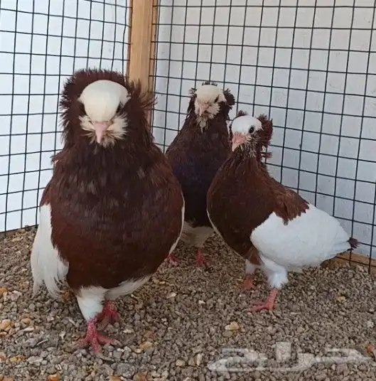 جوز هنقاري منتج 14