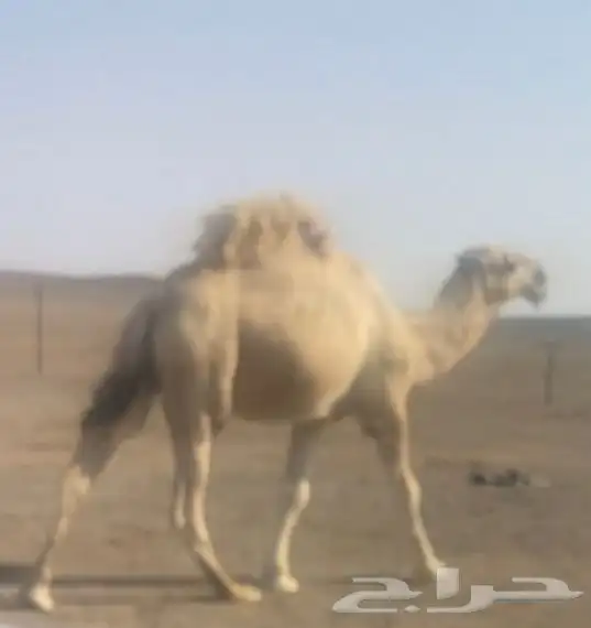 قعود بداية ثني العام الماضي ما تعاشرت منه البل 0