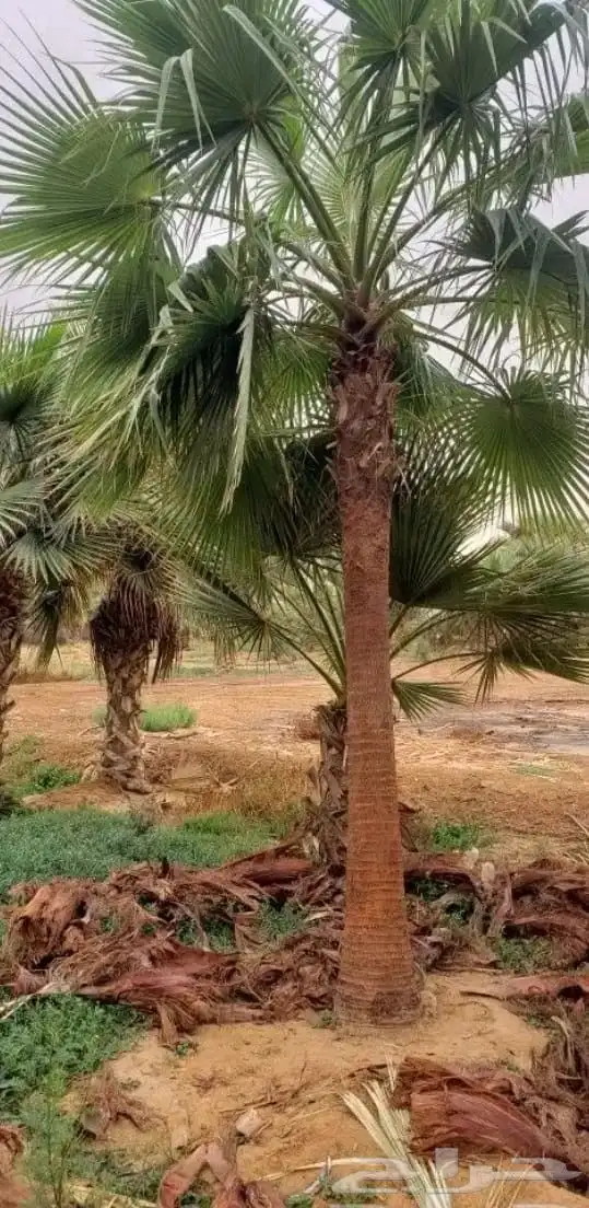 نخل واشنطني 3