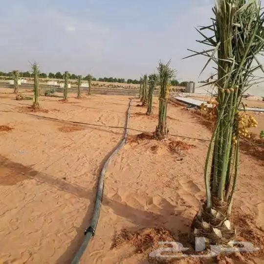 مقاول شبوك ونخل 3